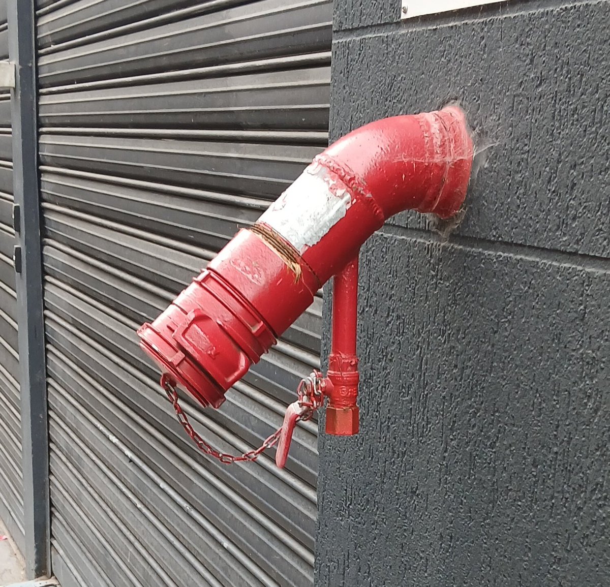 Prince Albert.

#phalleidolia #phalleidolie #pareidolia #pareidolie