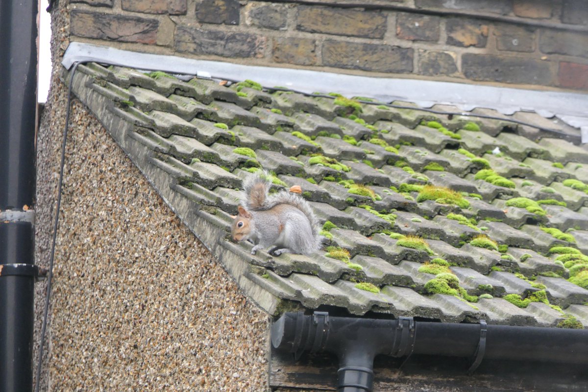 Nesquik1962's tweet photo. The #squirrels are in chase me, chase me mode & big Ash has had 3 bouncing on his branches. However the girls are still all about the food even if the boys are distracted. We got wet & windy later. Hard to sit on a fence when your #flouff is blowing. #squirrelscrolling https://t.co/CIMbNcURES