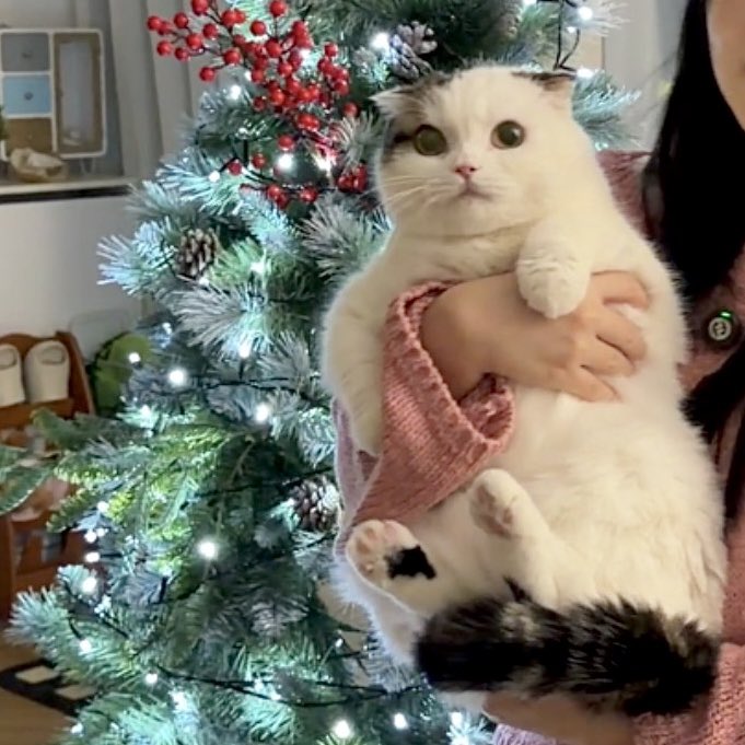 หมูคริสมาสต์ ไม่ถูกใจคนอุ้ม