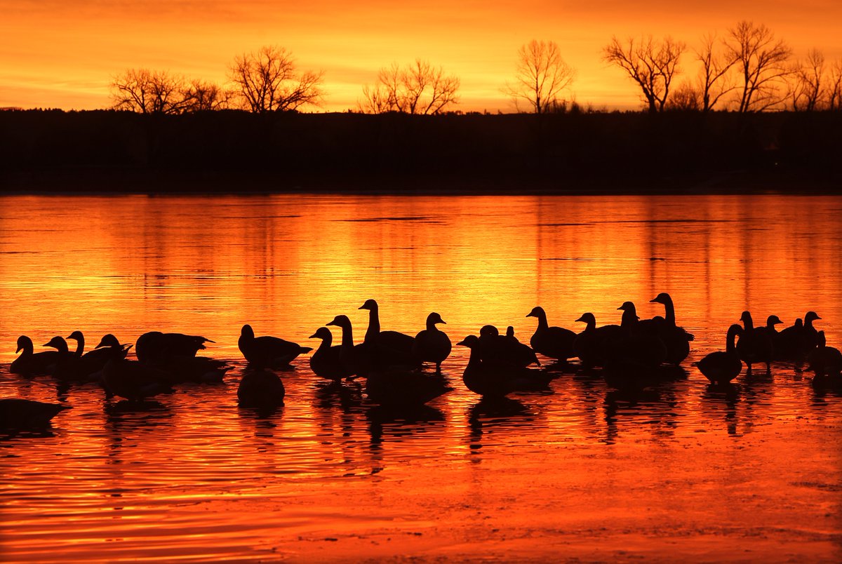 Canada geese enjoy open water as sunrise reflects off of Lake Elmo in Billings, Montana on Thursday.