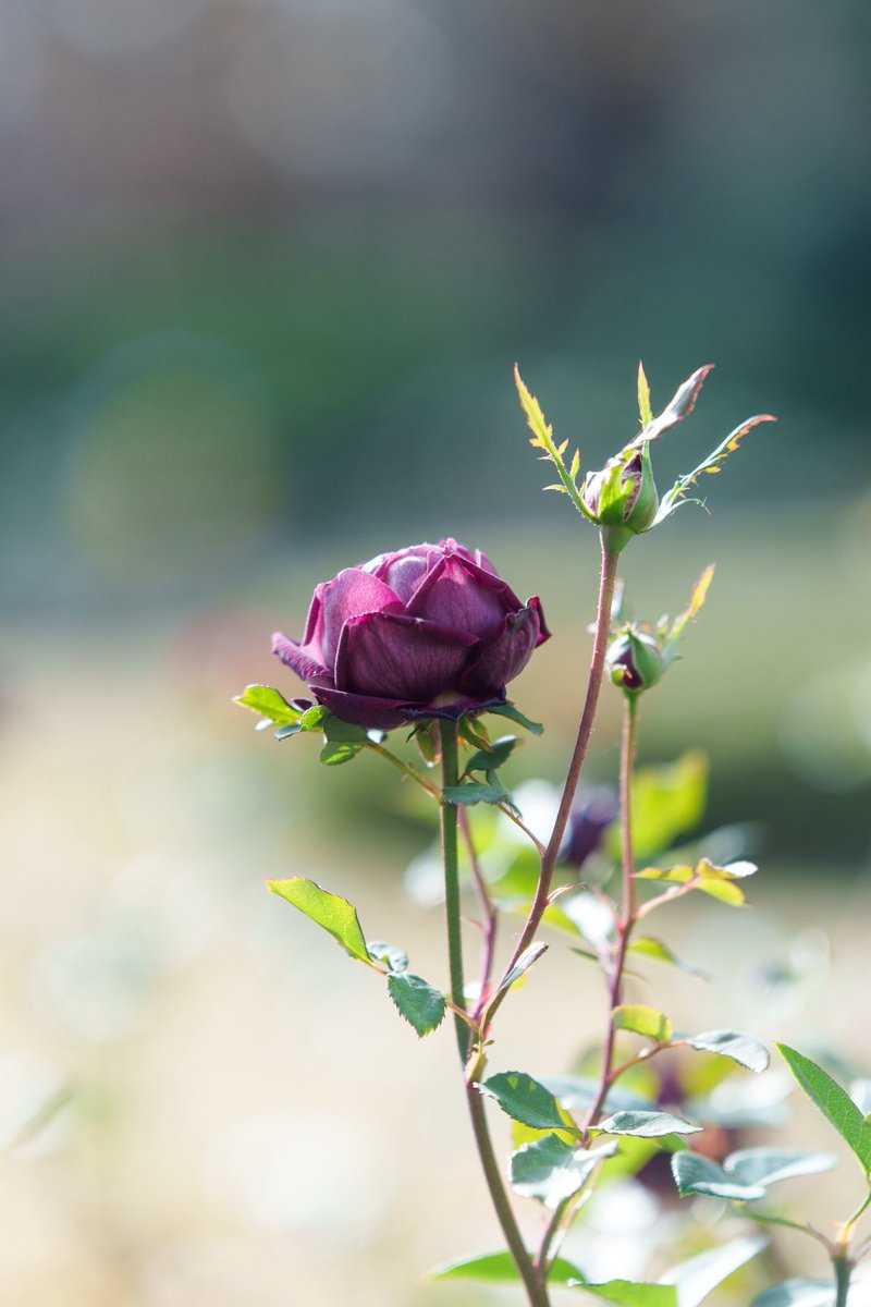 VILTROX AF 85mm F1.4 PRO お花。 #Viltrox #viltrox85mmf14pro