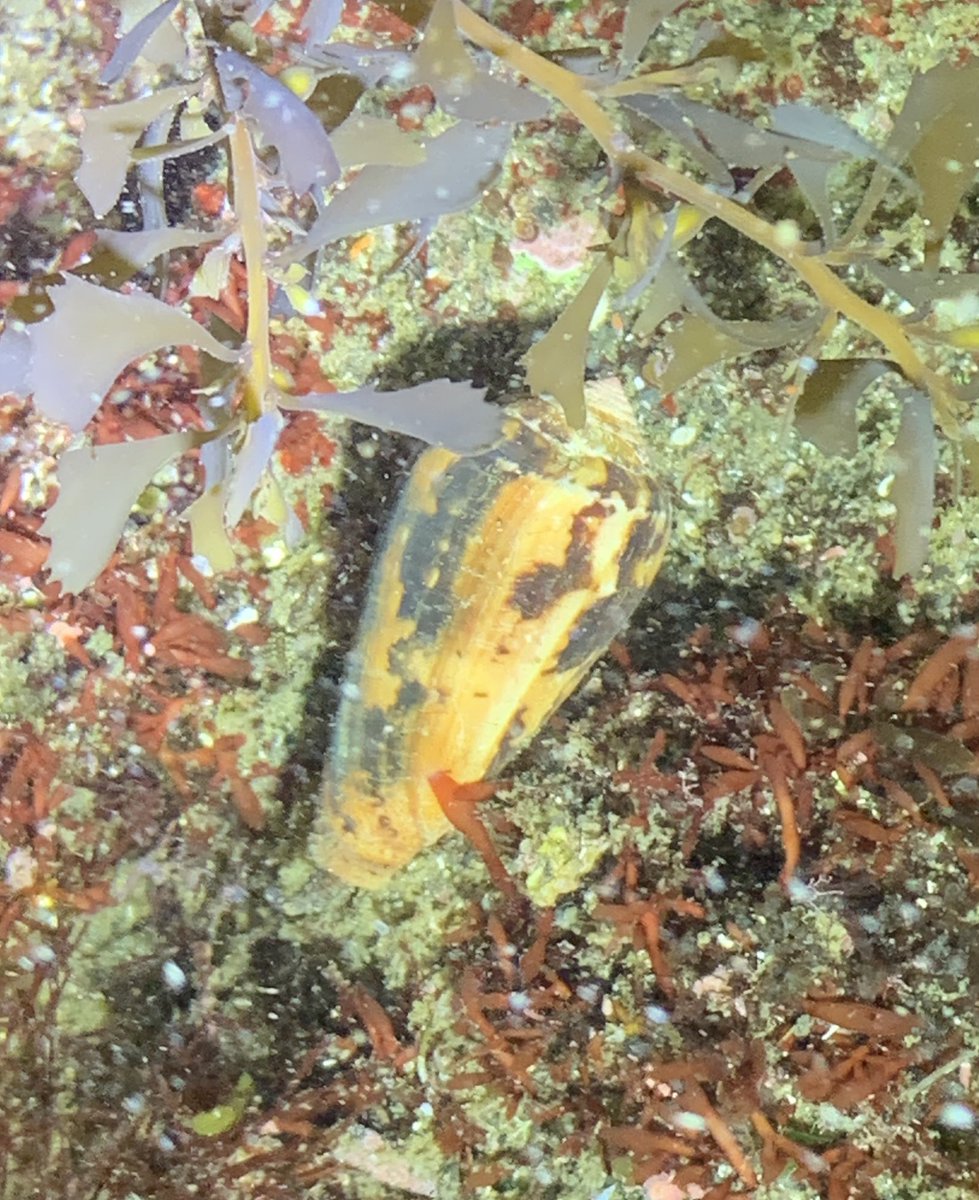 久々に夜磯

チャイロキヌタ
メダカラ
ベッコウイモ

やっぱフィールドに出ると人間生き返るなぁ
楽しかったぁー