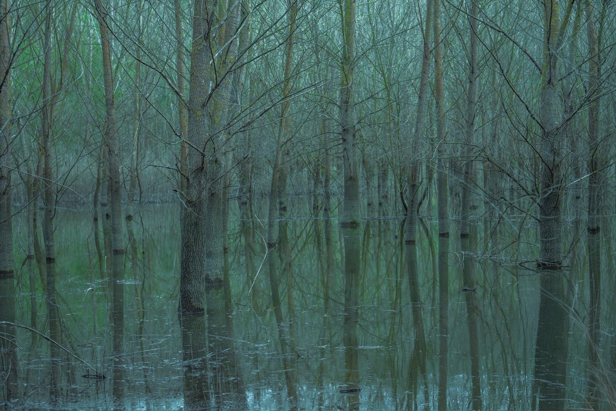 Nasim Ghanizadeh tweet media