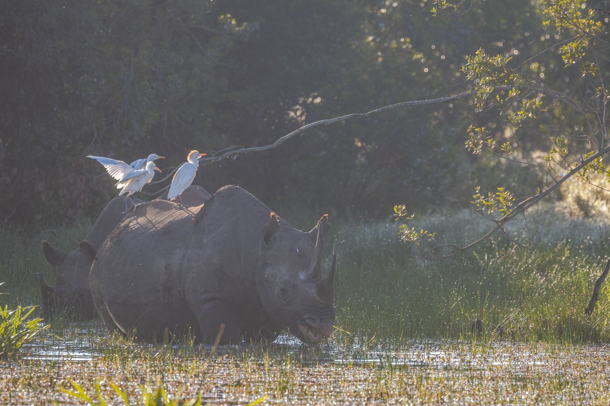 olonanaonsafari's tweet photo. Wading and grazing.

🌍Ol Pejeta Conservancy.

#olonanaonsafari https://t.co/czDmBuiBN1