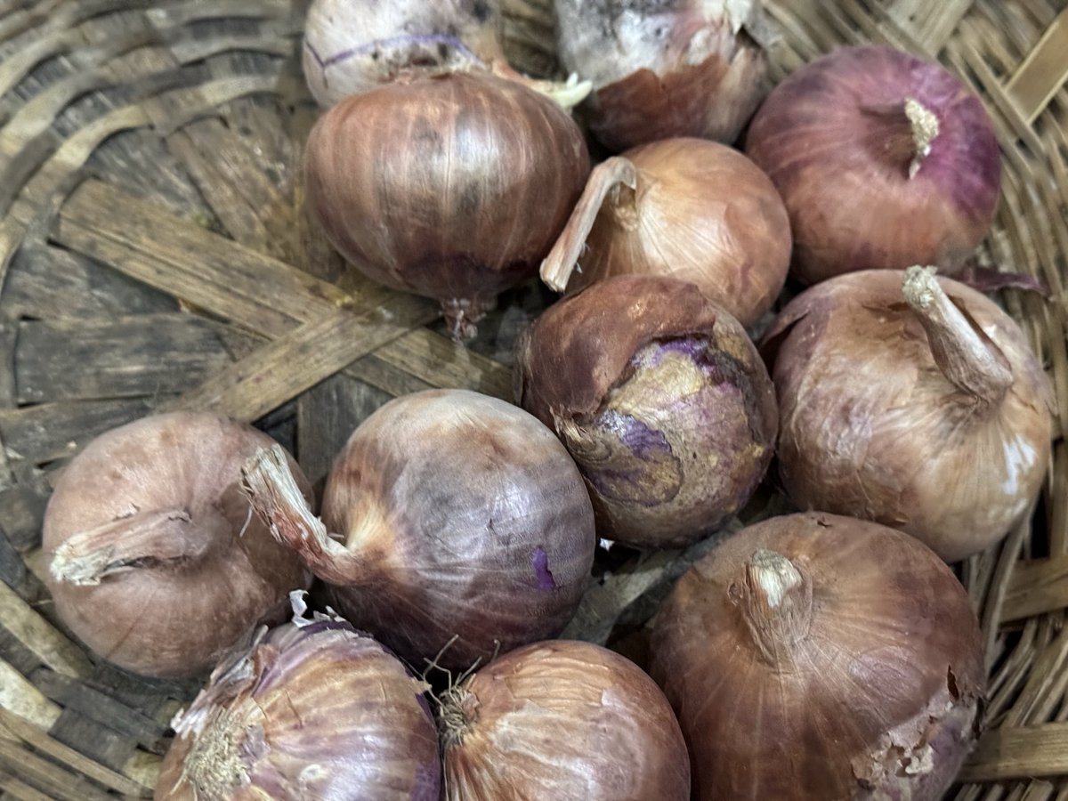 teja_satheesh's tweet photo. #JioMart Such a shame! Whenever I order items they used to miss one or two items. I thought they are missing items in hurry . They keep on repeating it. Last time I ordered 5 kg onions at 9:15 pm I got all sprouted and spoiled onions . Not suitable to eat . https://t.co/V0WlPWYxa5
