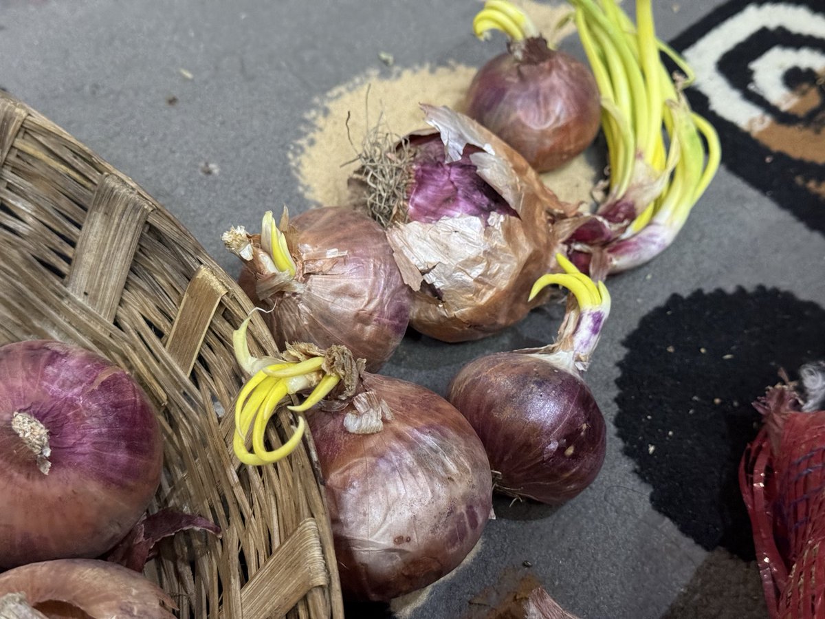 teja_satheesh's tweet photo. #JioMart Such a shame! Whenever I order items they used to miss one or two items. I thought they are missing items in hurry . They keep on repeating it. Last time I ordered 5 kg onions at 9:15 pm I got all sprouted and spoiled onions . Not suitable to eat . https://t.co/V0WlPWYxa5