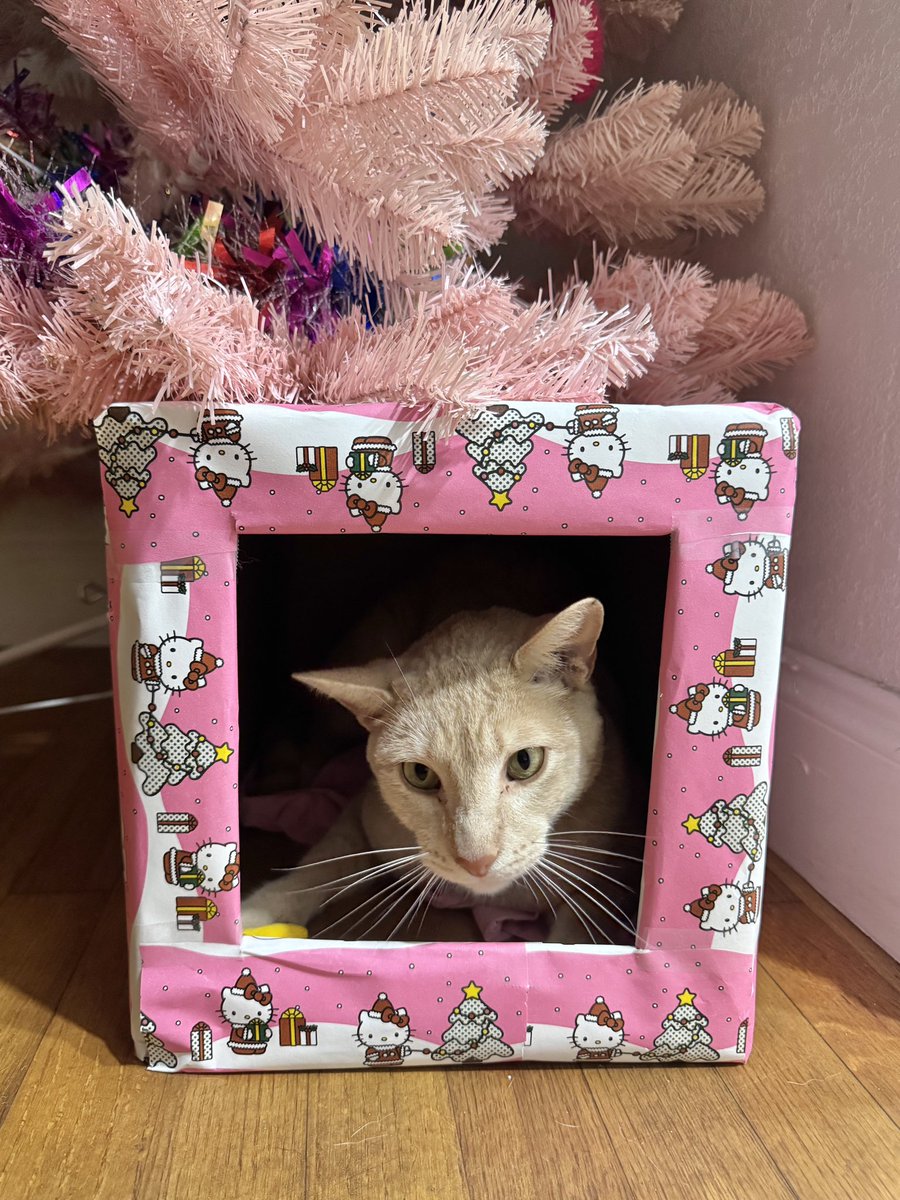 I made a gift wrapped box for my cat to play in under the tree and he finally went in 🥲