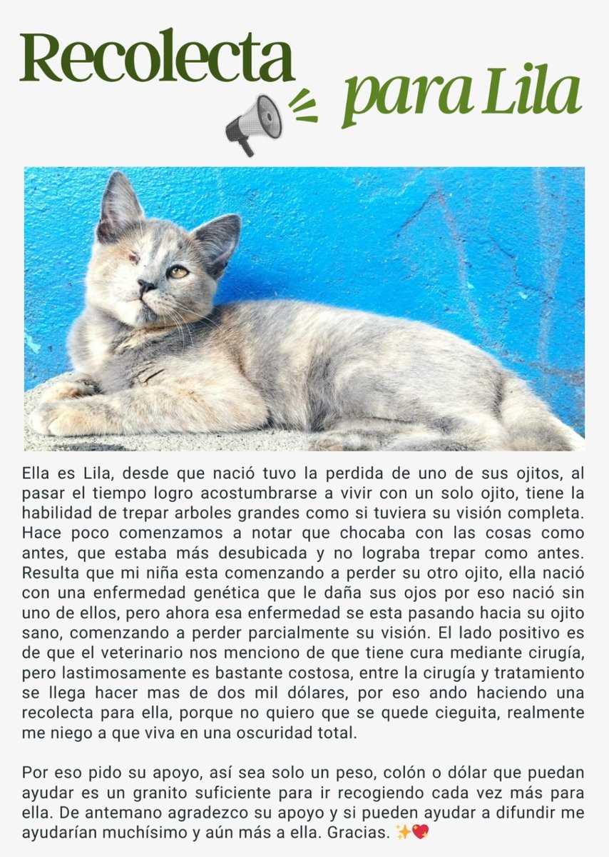 luneel_'s tweet photo. I'll leave PayPal in case you want to help. Diffusion is also appreciated. 
https://t.co/TUSvO0ZMXR

Si alguno desea ayudar dejo el PayPal, se agradece.

#ayuda #CatsLover #help https://t.co/3a4J6m09y3