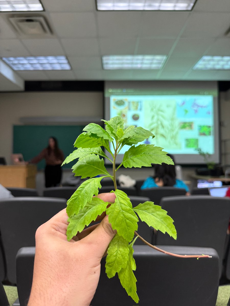 UW-Madison Botany tweet media
