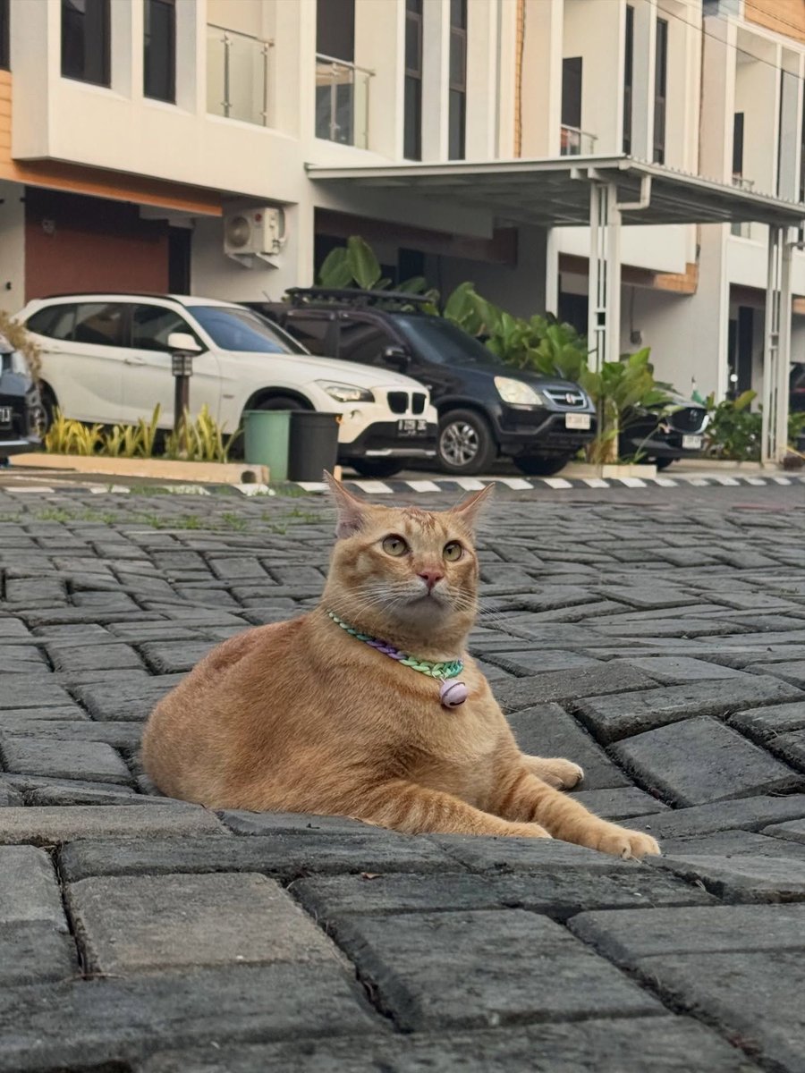 simba_saekkiya's tweet image. bahkan gravitasi pun tunduk 
#simbasaekkiya