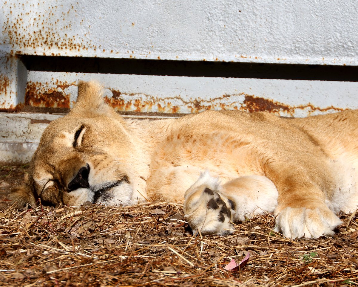 ルナ 2025.12.18 ポカポカ☀️ ウトウト💤💤💤 #東山動植物園