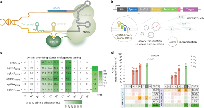 NatureBiotech's tweet image. Engineered base editors with reduced bystander editing through directed evolution - @rmperrotta @geochurch go.nature.com/4qmupbv