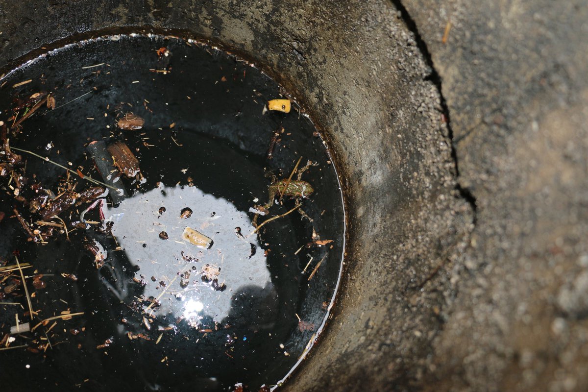 FrogThePlanet's tweet photo. Documenting the trapped #amphibians (#bufotesviridis) in #Strasbourg has proven worthwhile. Next year, all affected storm drains in Strasbourg will be equipped with a #frogladder. A historic milestone for  #AmphibianConservation in France and Europe. 🇫🇷🇪🇺🌍🐸 https://t.co/Mlwv4VVZJy