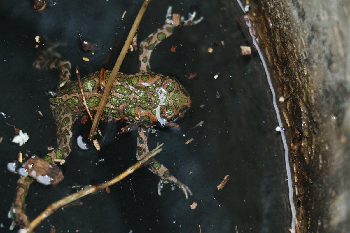 FrogThePlanet's tweet photo. Documenting the trapped #amphibians (#bufotesviridis) in #Strasbourg has proven worthwhile. Next year, all affected storm drains in Strasbourg will be equipped with a #frogladder. A historic milestone for  #AmphibianConservation in France and Europe. 🇫🇷🇪🇺🌍🐸 https://t.co/Mlwv4VVZJy
