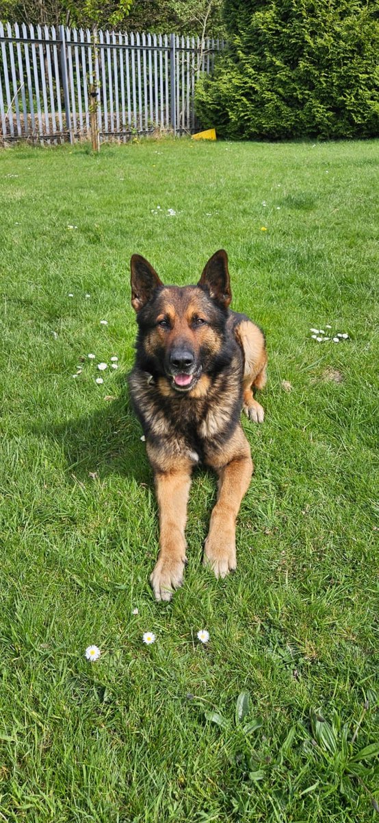 GMP Tactical Dog Unit tweet media