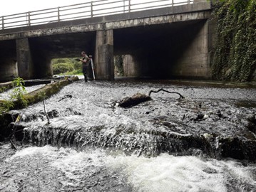 Inland Fisheries Ireland tweet media
