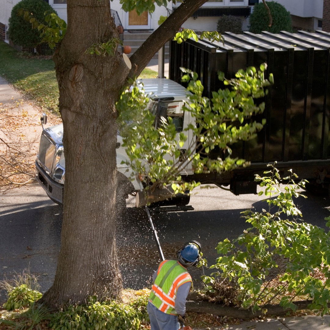 BrothersTree_'s tweet photo. Need a Tree Gone? We've Got You Covered! 🚨🌲
https://t.co/jrL9HDU2Fr

ð��� Little Rock, Arkansas ð���

📞 (501) 952-1192

#BrothersTreeService #TreeTrimming #TreeRemoval #Pruning #Removal #Tree #YardHack #Landscape #Landscaping https://t.co/ZJcMT0DeAt