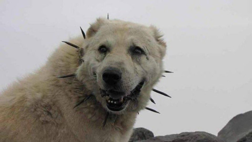 prayingmantis40's tweet image. “225, finally…ass barely on the bench…I barely exist.”