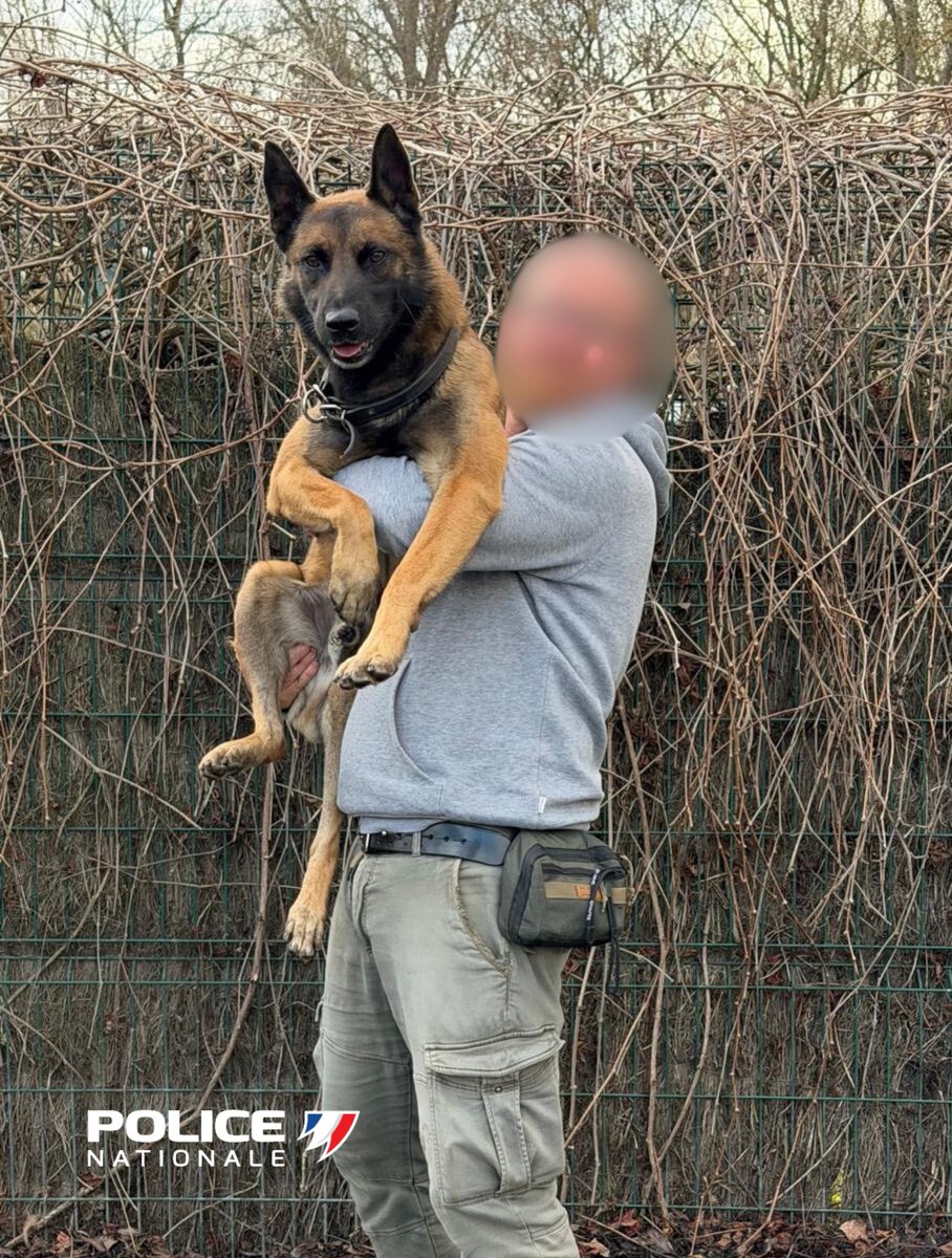 policenat37's tweet image. #Retraite | Une carrière courte, un engagement total 

Après un an et demi de service au sein de nos unités, Rayleigh prend aujourd’hui sa retraite.
Malgré une motivation intacte, des difficultés de mise au travail selon certains environnements ont conduit à cette décision,