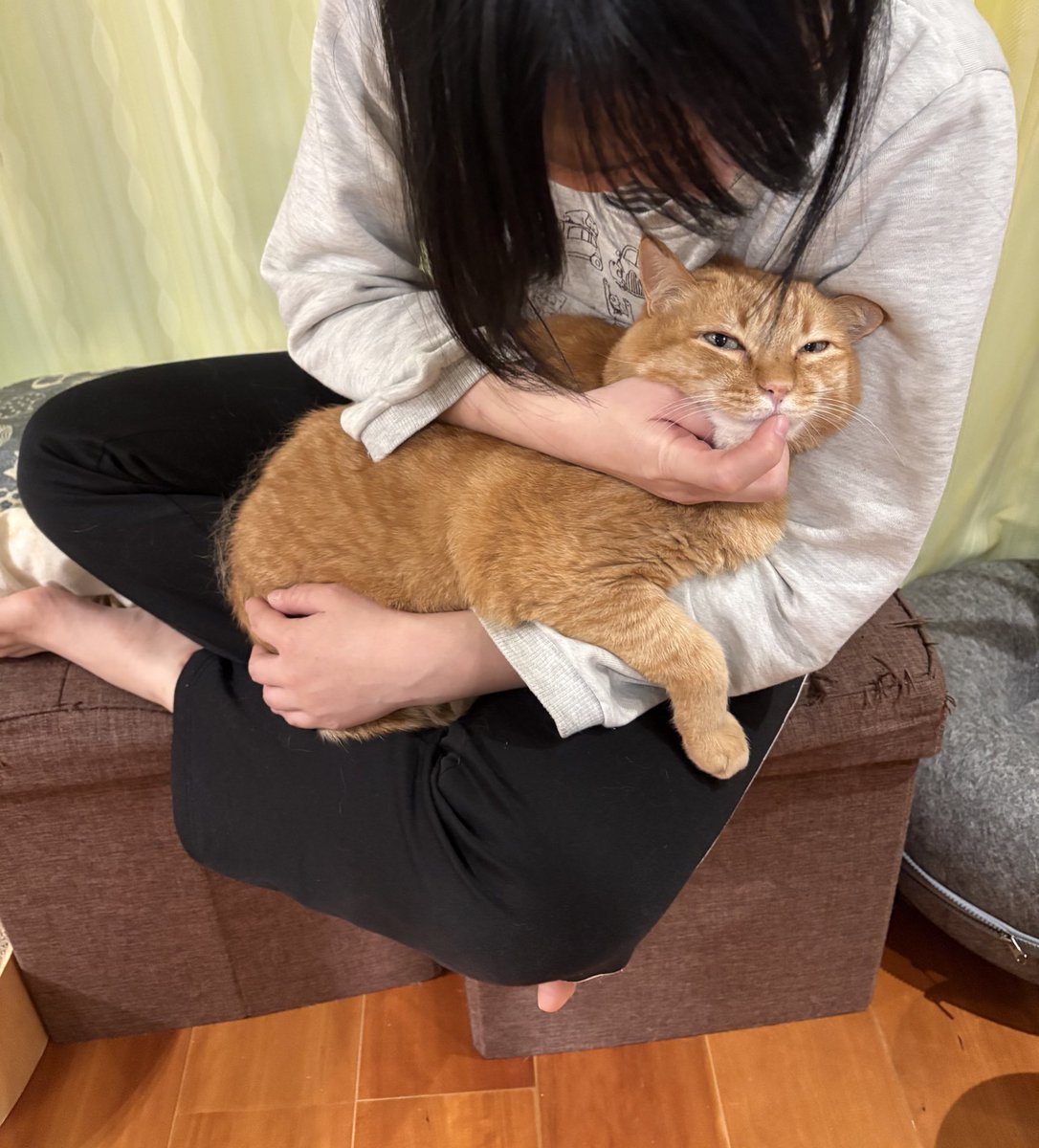 すずつむふう【我が家の可愛い猫's】 (@kagisuzu0531) / Posts / X