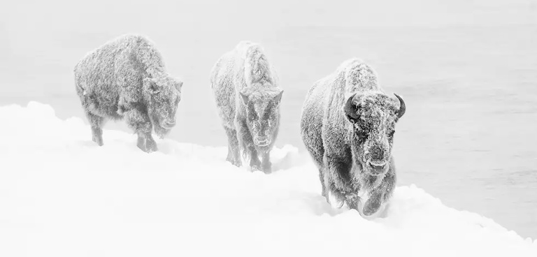 G_Marzelli's tweet image. Buffaloes are one of the few animals known to face, rather than run from, storms.

Go Buffs 🦬