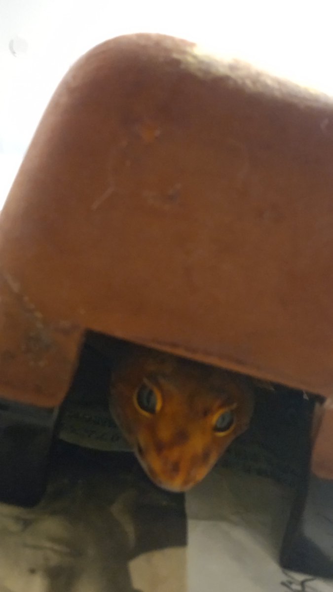 アワビちゃんおはよう～😊