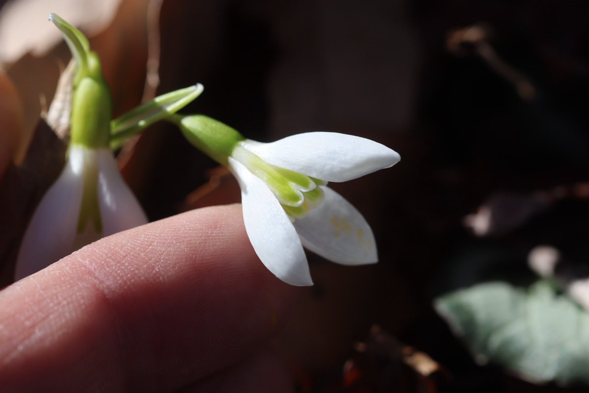 大木ナーサリー　ノスタルジアdd6号充実株！ 大木ナーサリー ノスタルジアdd6号充実株！