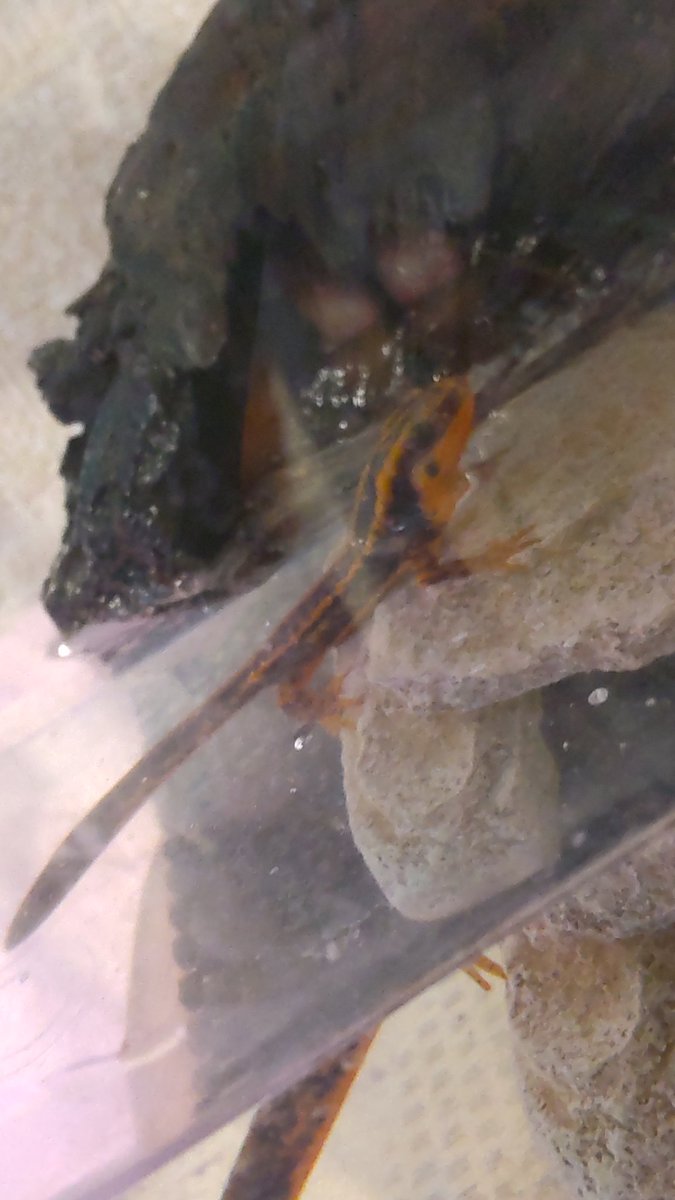 ハマグリちゃんおはよう～😊