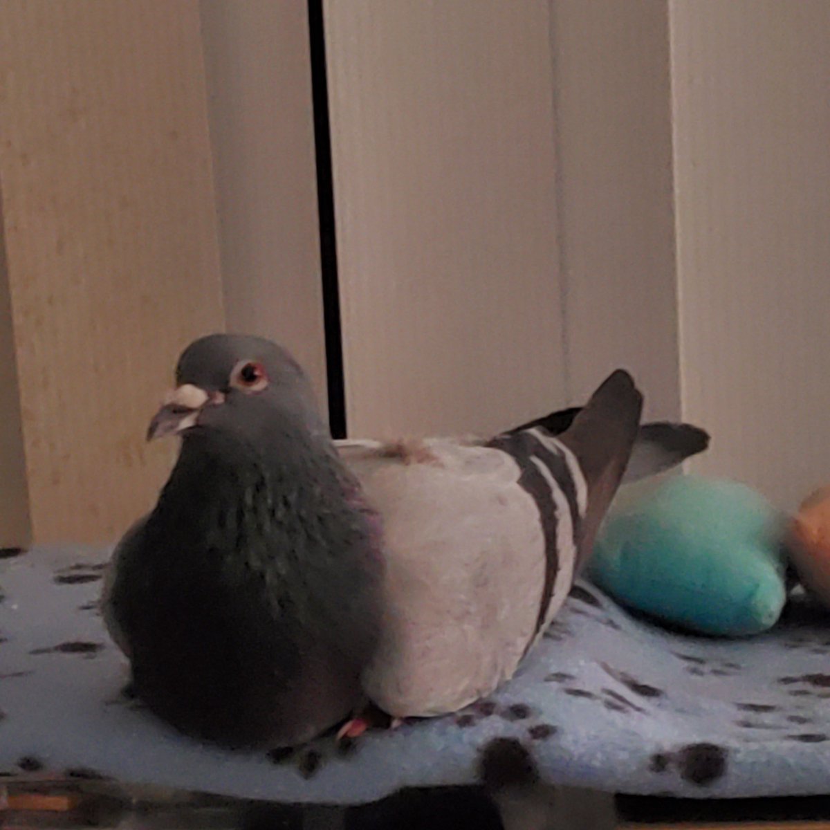 💫🕊️💫FORGOT TO MENTION THAT LIL DUDE IS STAYING IN FOR A FEW CUZ AFTER 4 YEARS OF NO INJURIES HE ALMOST HAD A TOENAIL RIPPED OUT SOMEHOW, SO TO PREVENT INFECTION HE'S TAKING SOME PRECAUTIONARY MEDS &amp; A FEW DAYS OFF WITH ALL THE CHAMOMILE &amp; SEEDS HE CAN EAT &amp; DRINK💫🕊️💫