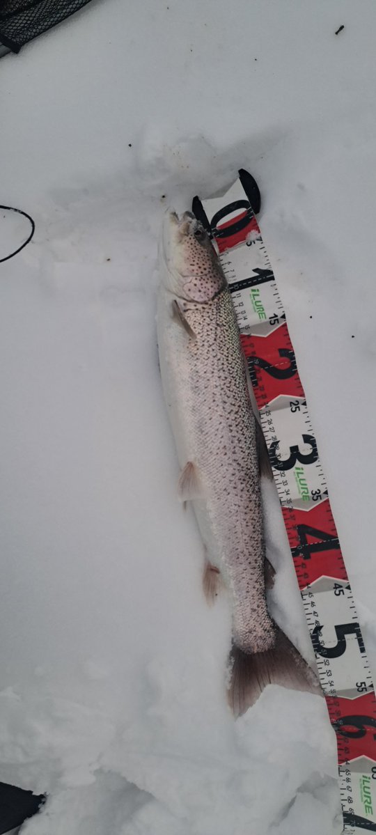 viphage's tweet image. 55㎝⁉️チビだけど😅1日2匹釣れたのは久々ラッキー😆💕⁉️#がまかつ#サーモンロッド#渓流釣り#本流延べ竿釣り#北海道#イトウ#雪