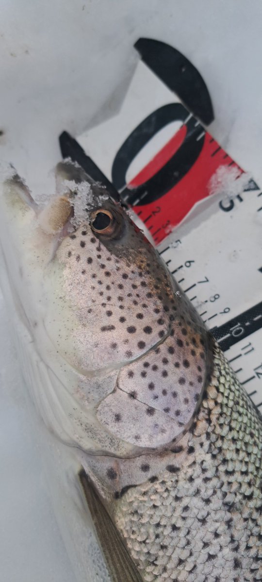 viphage's tweet image. 55㎝⁉️チビだけど😅1日2匹釣れたのは久々ラッキー😆💕⁉️#がまかつ#サーモンロッド#渓流釣り#本流延べ竿釣り#北海道#イトウ#雪