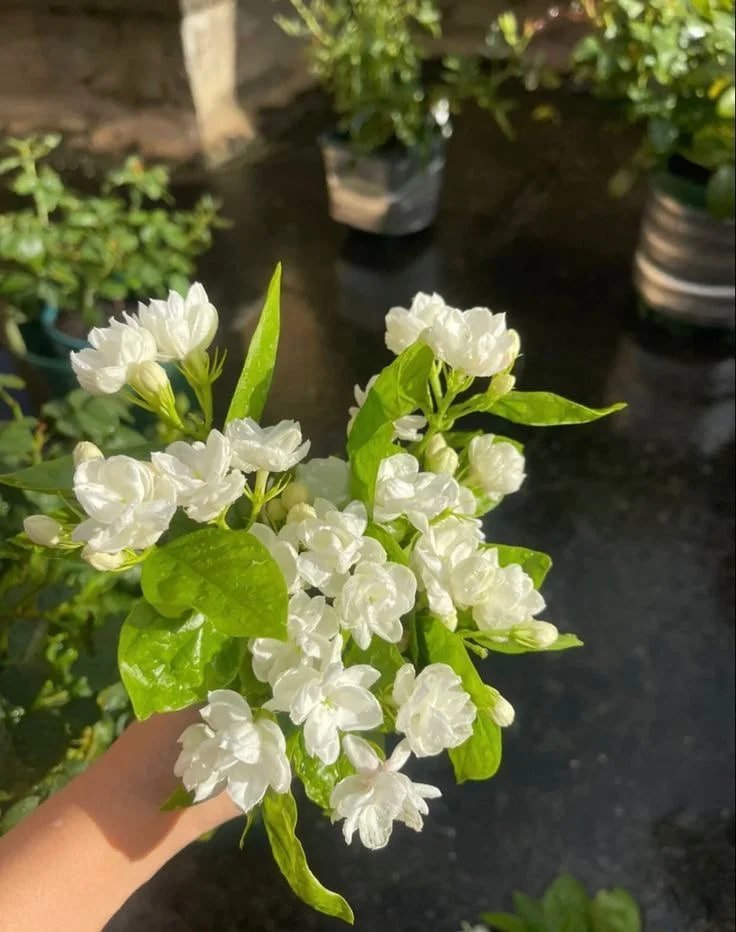 Elenai789's tweet photo. Nature's delicate elegance 🌿🤍💐 #FreshBlooms #PeacefulVibes https://t.co/LHat8TC8eL