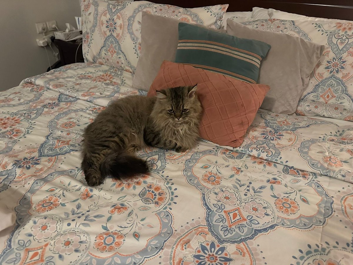 الجميل Billi ❤️
تم انقاذه الحمدالله وتعقيمه وتطعيمه وتبنيه من عائلة لطيفه جدًا  

Billi so lucky because it’s have family like u❤️
I wish for all of the cats, family like Billi💕

رغم صعوبة ظروف الإنقاذ المحيطة 
الا ان الحمدالله مستمرين بمساعدتهم ..

#volunteer_peace_group