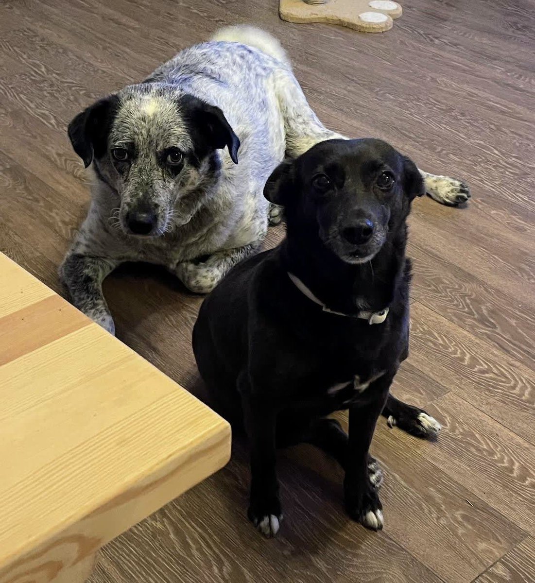 GeorgTsironis's tweet photo. Love my girls so much, both were saved from streets❤️🙏 https://t.co/DkQQxecFyP