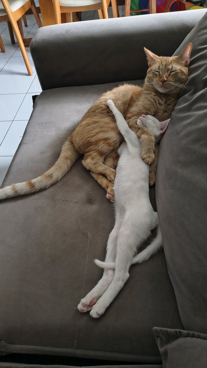 eu não aguento tanta fofura 😻