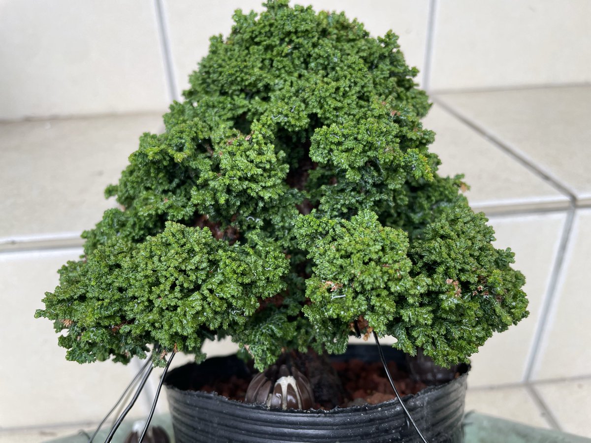 大きくなった石化檜。冬になって色が変わる前にパシャリ📷 A larger