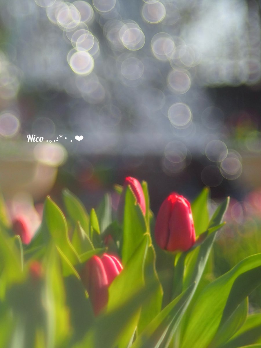 チューリップ】🌷