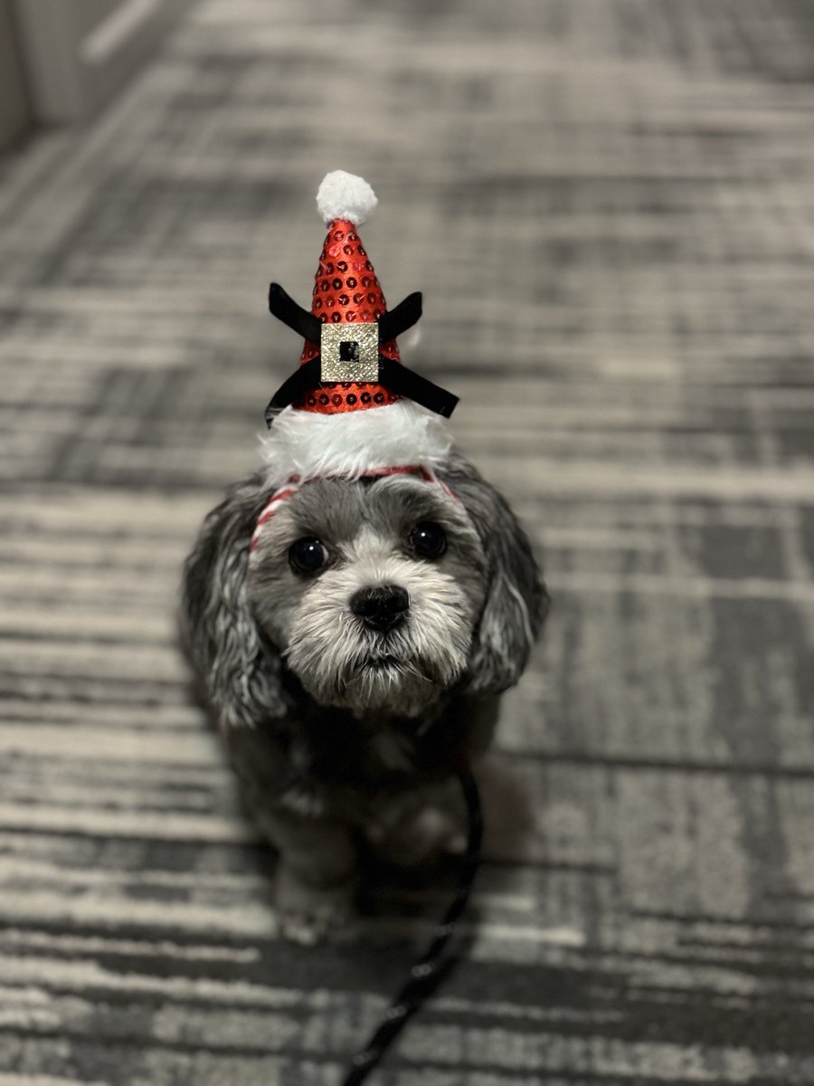 PupPupsChicago's tweet photo. #puppy https://t.co/yvWLzae1e5