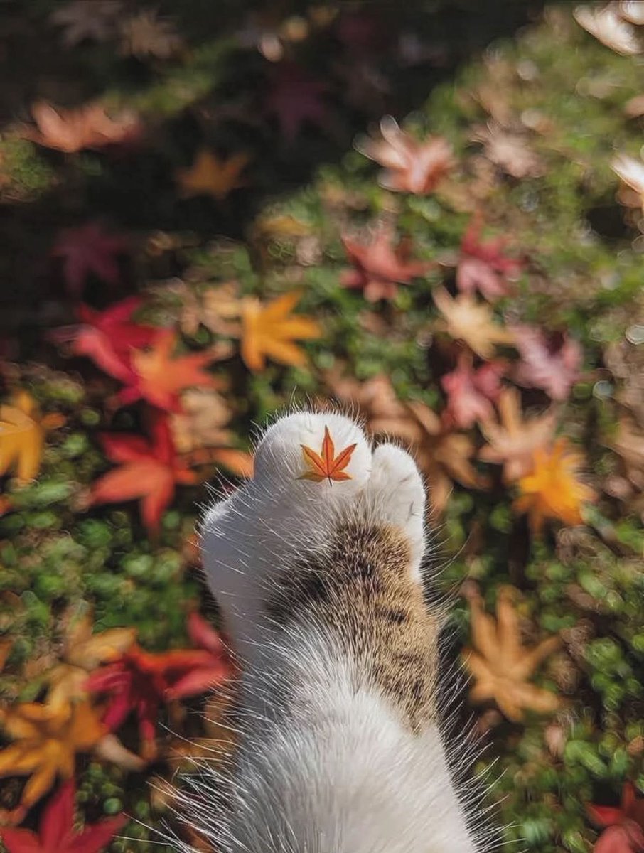 ᅠ ᅠ (@greendreaams) on Twitter photo 