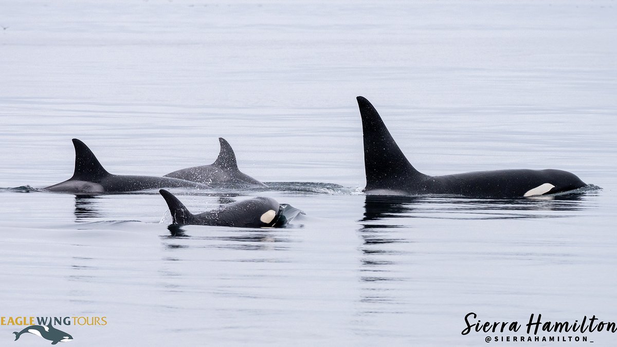 eaglewingtours's tweet photo. Like clockwork, members of the T252 family of outer coast Bigg’s visit our area in the winter months. Here we have (dorsals, L to R): adult female T250, six-year-old T253A, three-year-old T250D and adult male T251.
Sierra Hamilton Photography
#Wild4Whales #TopPredator #Orca https://t.co/h07hvR7SkS