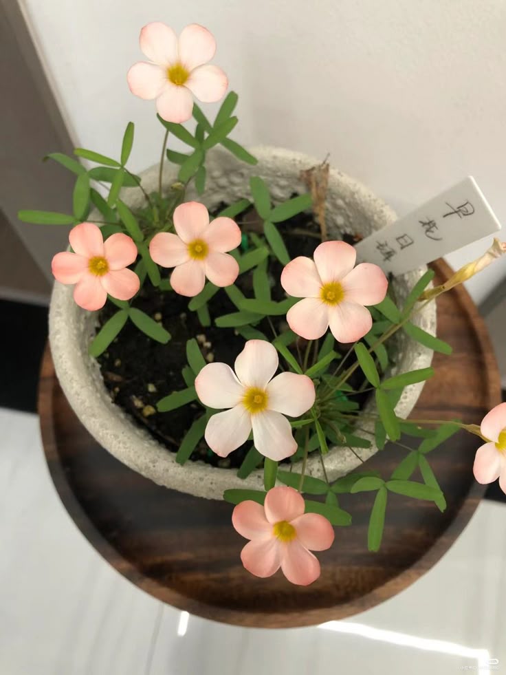 greenvibe's tweet image. 