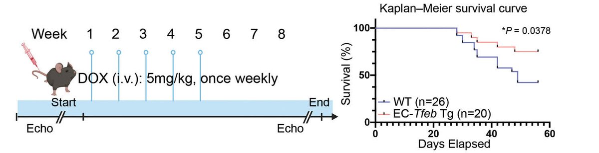 CircAHA's tweet photo. Transcription factor EB exerted a protective effect against endothelial cell injury and cardiac dysfunction in mouse models, underscoring its potential as a therapeutic target for mitigating doxorubicin-induced cardiotoxicity. https://t.co/fRTjxCFoGe https://t.co/d6ZQFEv9kX