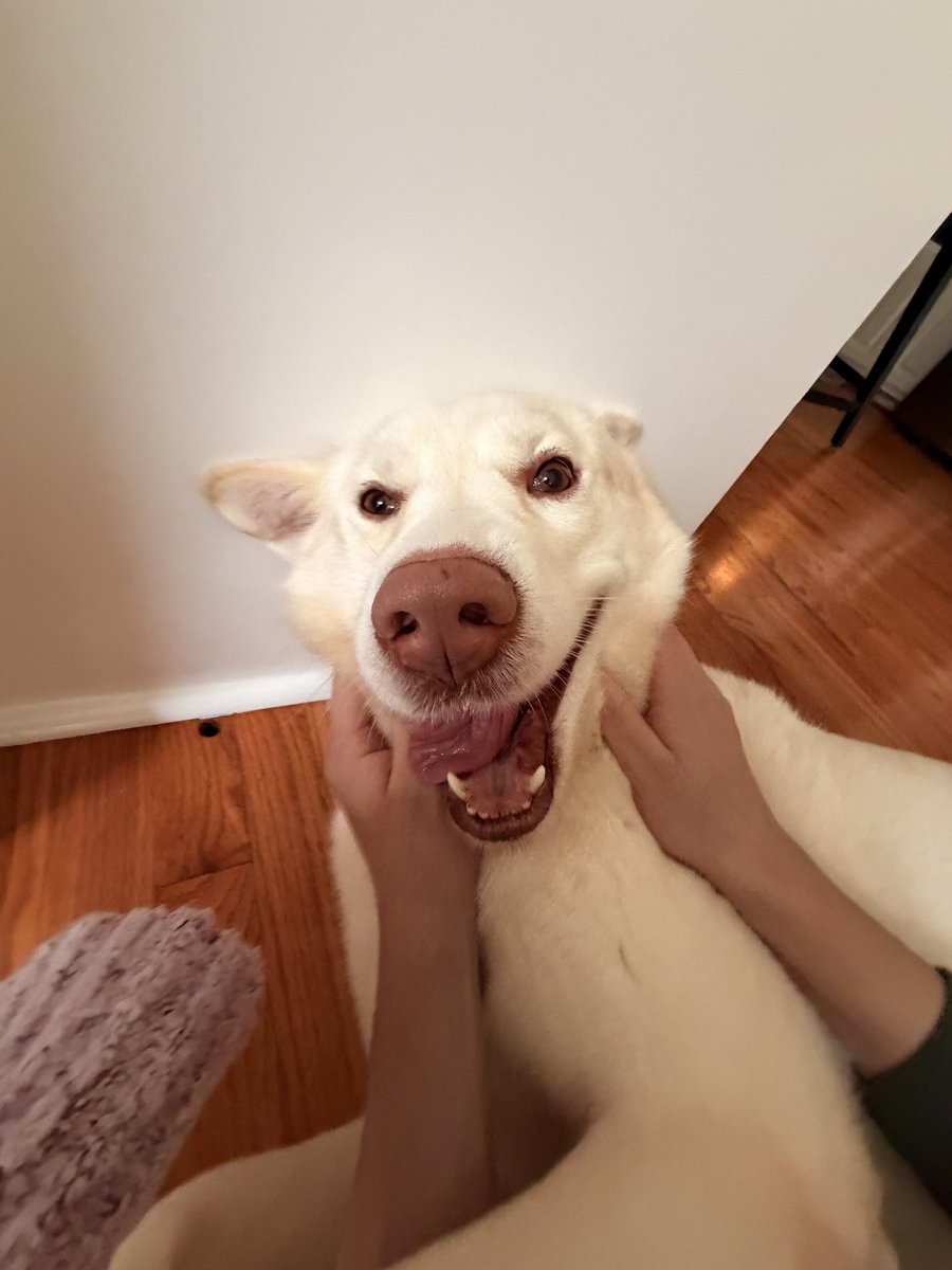 _Knighhtt's tweet image. Max is back in his Prime 😎