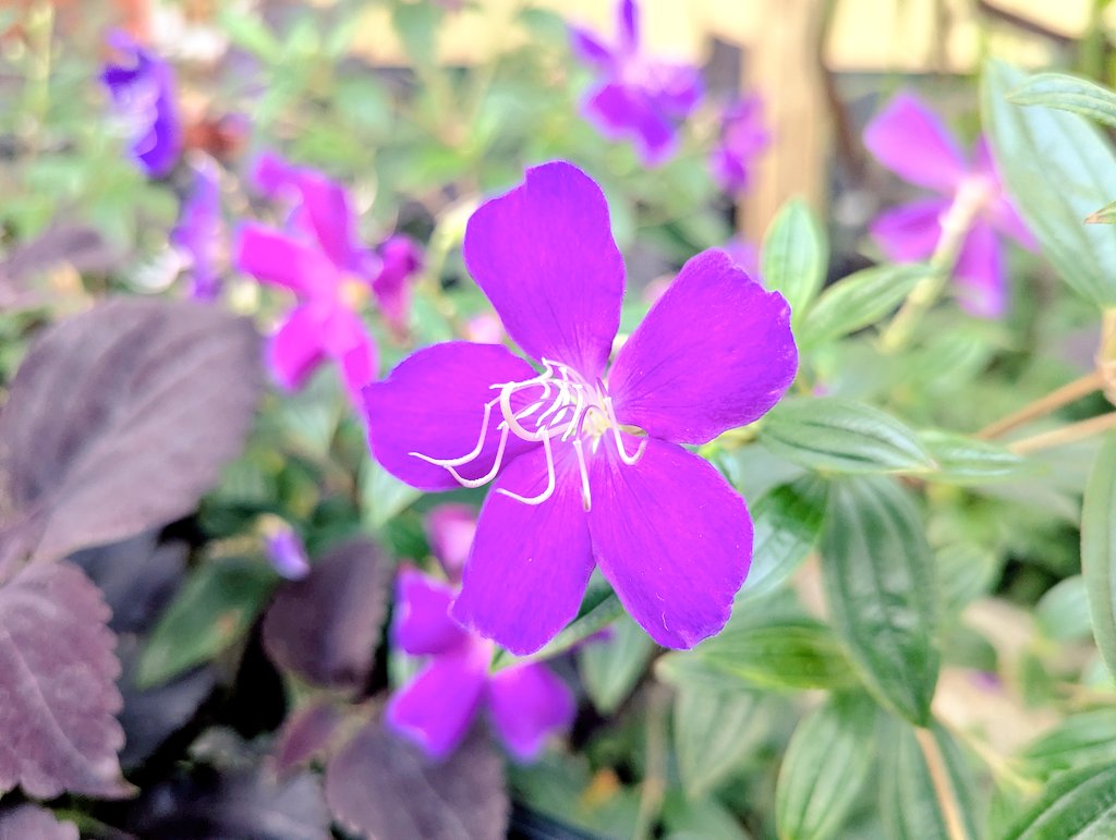 *
誰かを羨むほど
自分が惨めになってゆく
自分を憐れに思うほど
人生は辛くなってゆく

自分を大切にするとは
誰かと比べたり
卑下することではなく
その思いを心の中から追い出すこと

本当の自分は自分の中で沸き起こる
比較や自虐を求めていないことに
気づいてあげることが大切なのです
*
#ﾏﾕﾘ