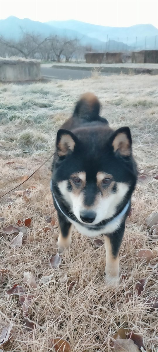 まめたろう (@mamemamemakmaki) / Posts / X