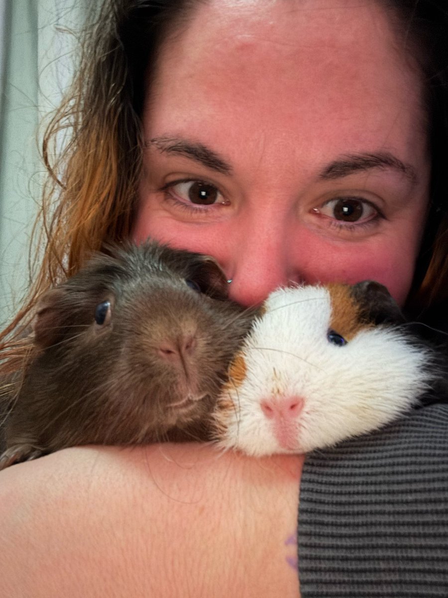 #guineapig