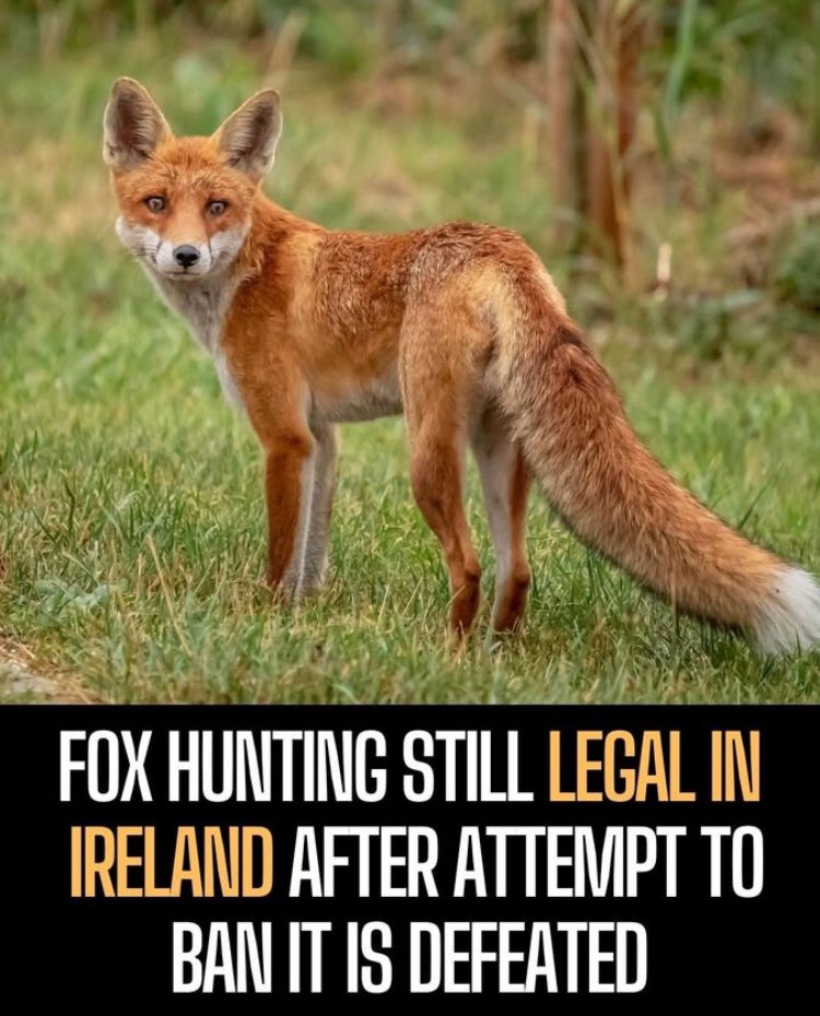 Shame on the MPs who voted against a ban to stop fox hunting in Ireland. 😡

A Bill to ban fox hunting was defeated in the Dáil by 124 votes to 24.

🚫 Ban Fox Hunting In Ireland NOW!! 🚫