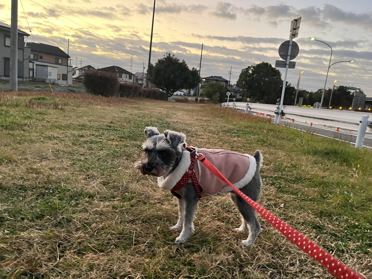 Rizaschnauzer's tweet photo. あさんぽ🐶
こんなクソ寒いのに🥶嬉しそうに走り回って。もう少し遅い時間なら暖かいのにごめんよー🙏 https://t.co/6u8F2kPW7p