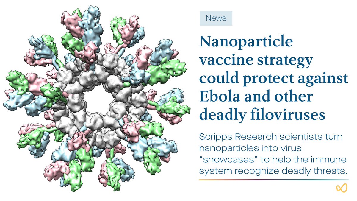 scrippsresearch's tweet photo. A structure-guided nanoparticle designed by @lab_zhu and published in @NatureComms (currently an Article-in-Press) stabilizes Ebola and Marburg surface proteins in their pre-fusion shape—prompting a strong antibody response in preclinical models and laying the foundation for a universal filovirus vaccine. More: https://t.co/Or5I8tgDSp
