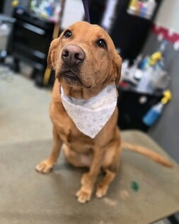 FurtasticPet's tweet photo. Let us get your pet feeling extra special for the holidays!  #lakewoodpetgrooming #doggrooming #doggyspa #cutedogs #holidays #extraspecial https://t.co/xS8nFqkNKb https://t.co/3P1lIiLvLQ